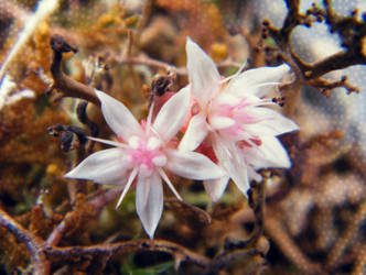 Mini Flowers