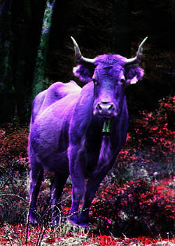 Epic Purple cow