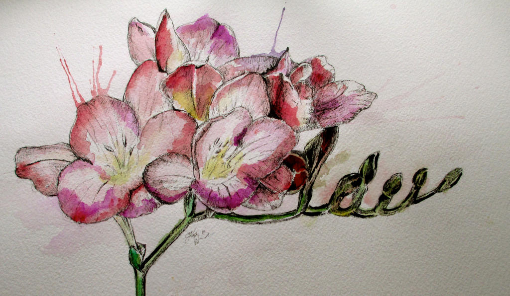 Freesia