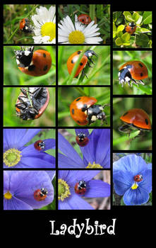 Ladybird Impressions