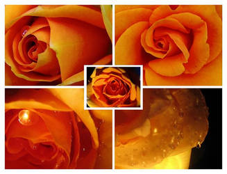 Five different RoseImpressions