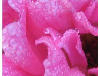 Pink Rose Impressions