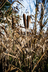 Typha plants