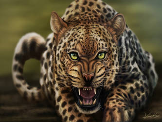 Leopard