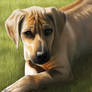 Rhodesian Ridgeback