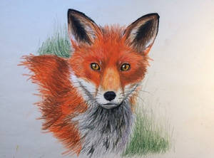 Red Fox- Oil Pastel