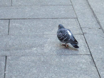 FATTEST FUCKING PIGEON EVA