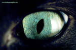 Kitty's Eye