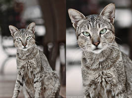 Snow Cat