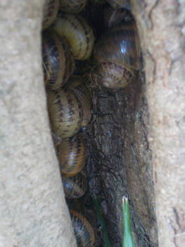 Snails2