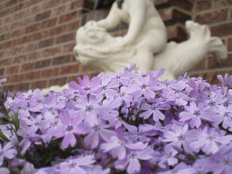 Flowing Phlox