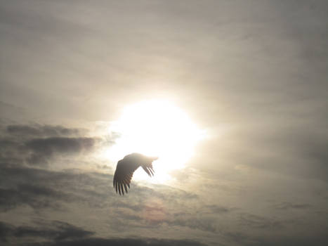 Majestic Turkey Vulture!