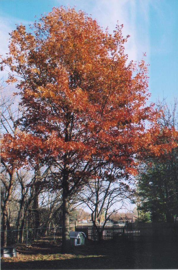 Oak Tree by Yuki-Sasaki on DeviantArt