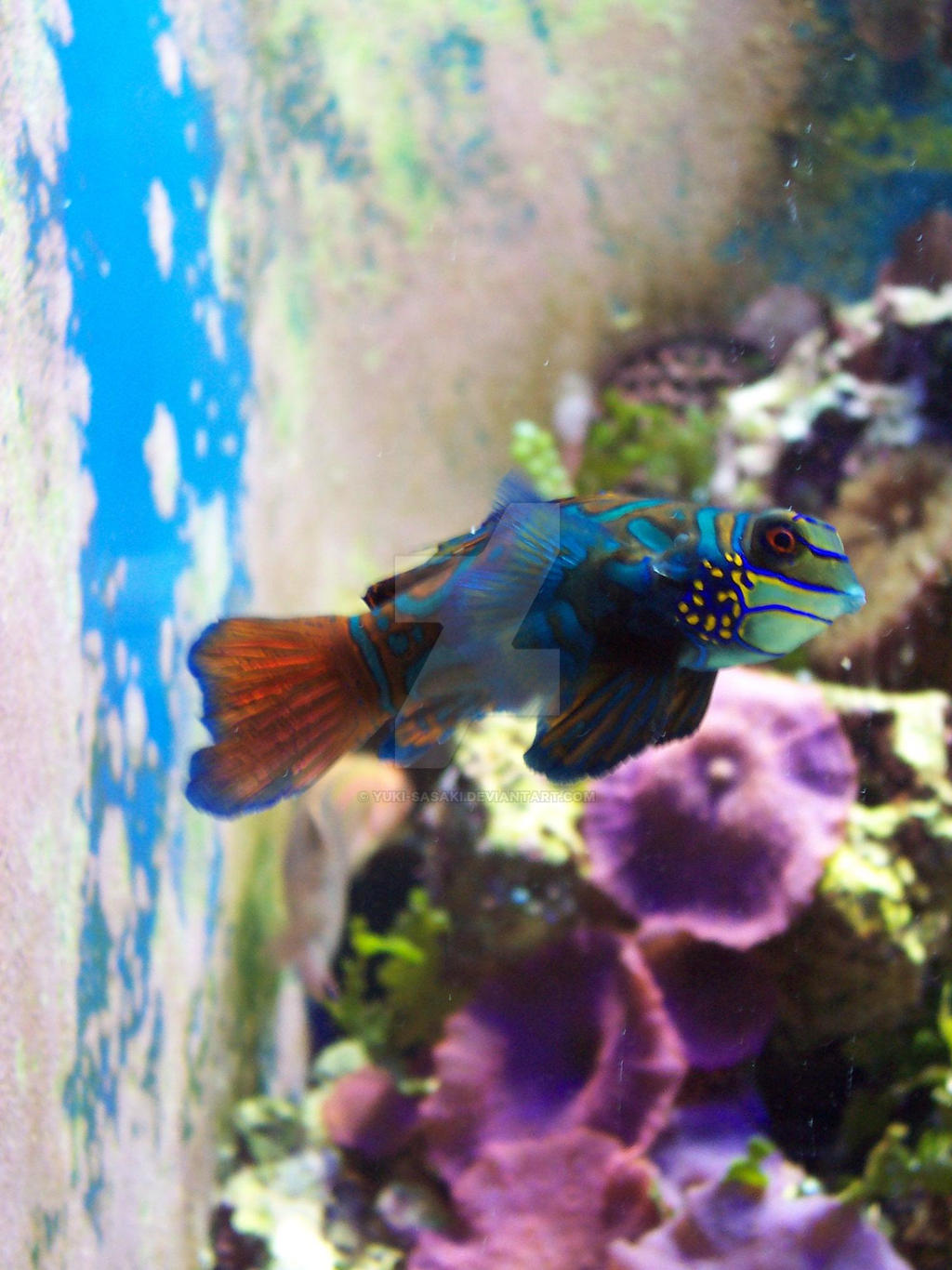 Tropical fish