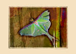 lunar moth note card by Moon-Willow