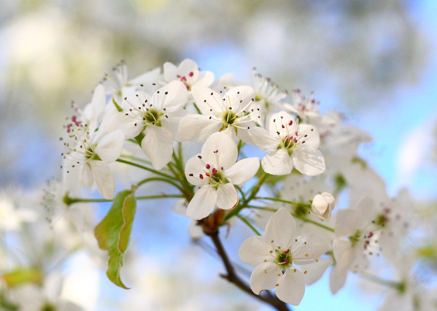 Spring Blossom