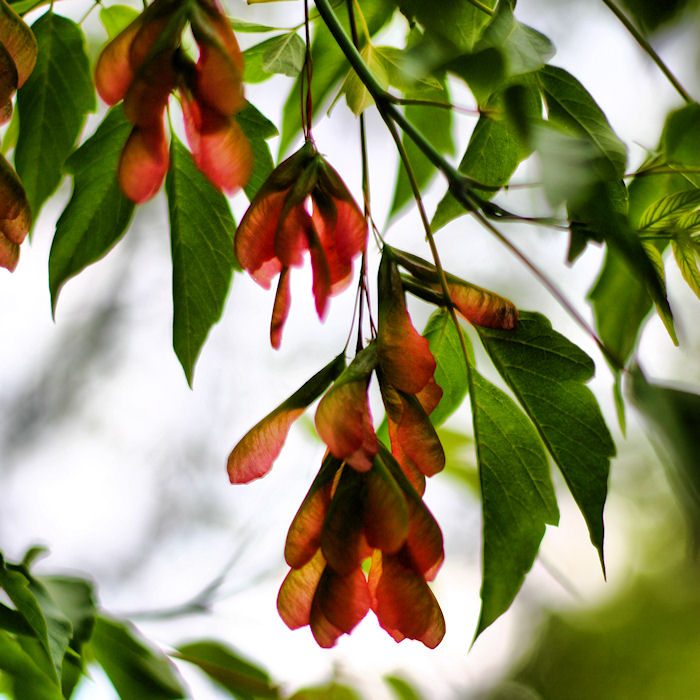 box elder maple seeds