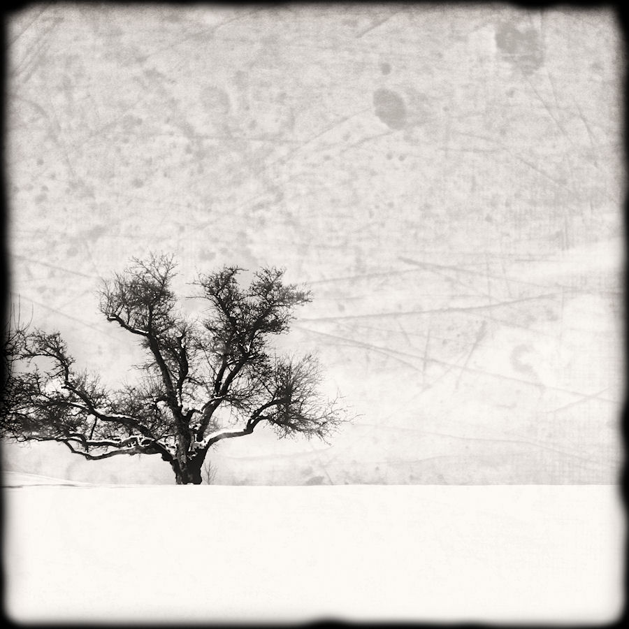 winter: the tree at topsmead