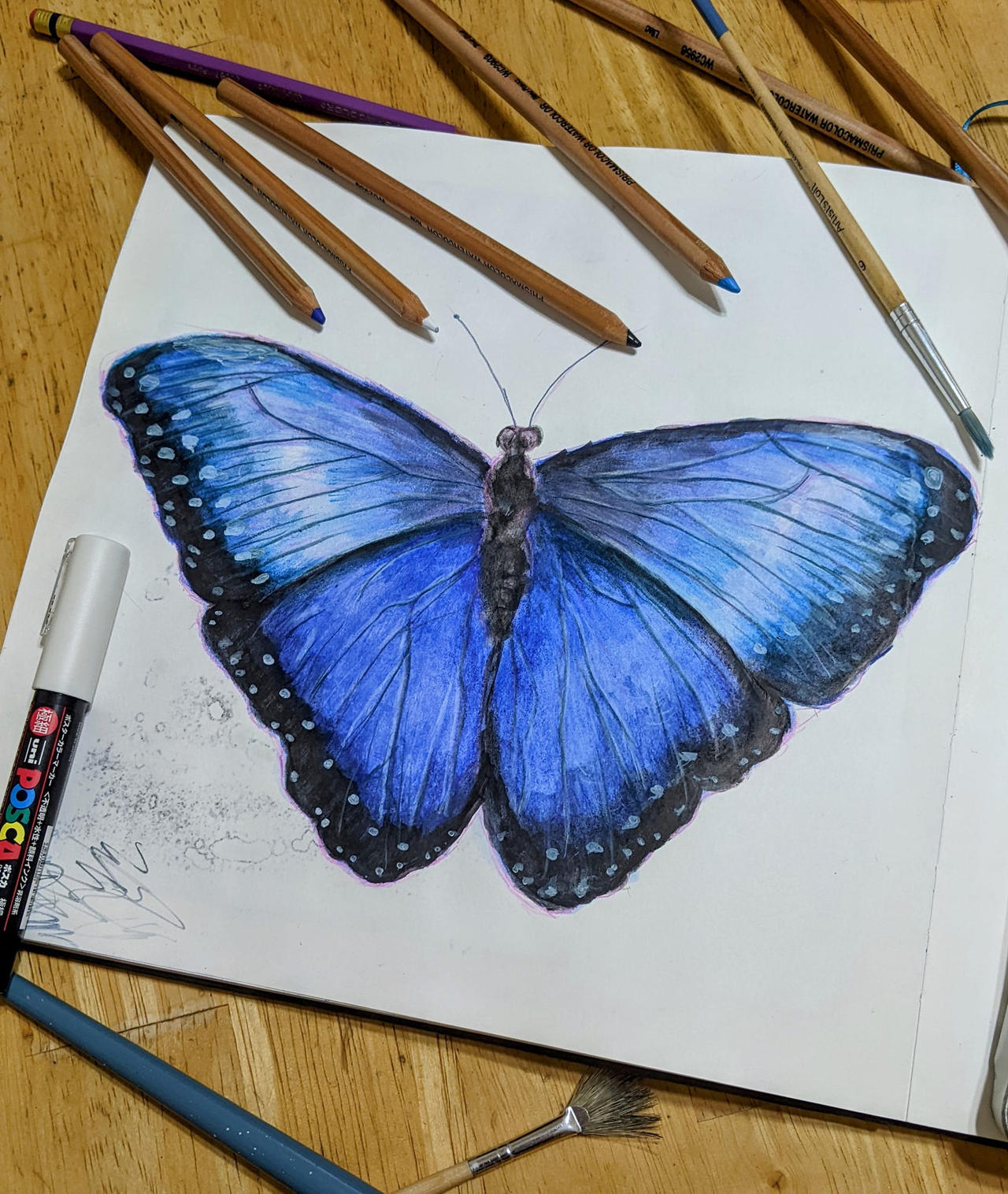 Blue Morpho Butterfly Study By AmandaUlfrica On DeviantArt blue-morpho-butterfly-study-by-amandaulfrica-on-deviantart