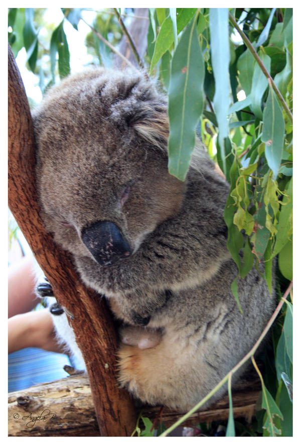 Australia's Laziest Animal by emogirlswish on DeviantArt Australia's Laziest Animal by emogirlswish on DeviantArt