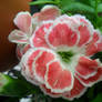 Carnation the Beautyfull