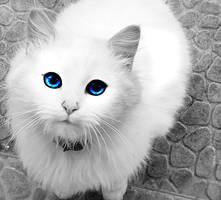 Blue eyes.