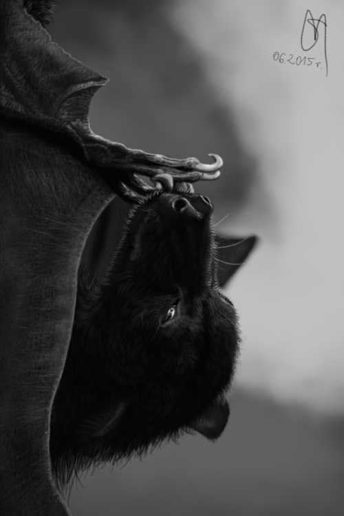 Bat