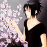 Sasuke and Cherry Blossoms