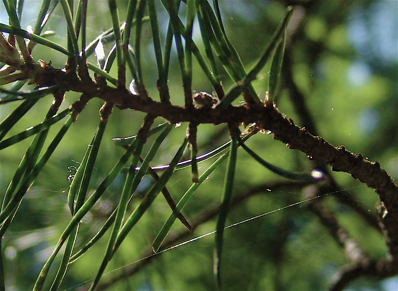 Tasty Pine