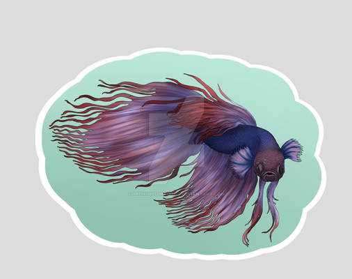 Crowntail Betta