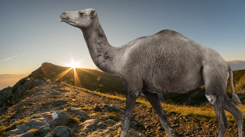 Camelops The Rock Ahead by zippyzoomy5 on DeviantArt