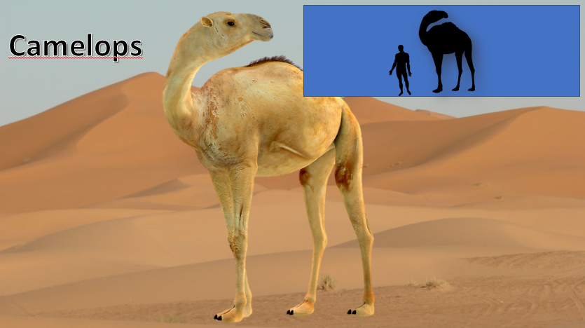 Camelops by zippyzoomy5 on DeviantArt