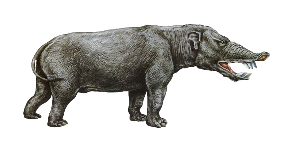 Pyrotherium Pyrotherium (Transparent) by zippyzoomy5 on DeviantArt