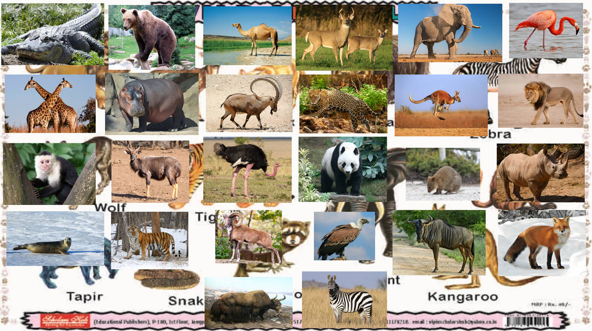 Wild Animal Alphabet by zippyzoomy5 on DeviantArt