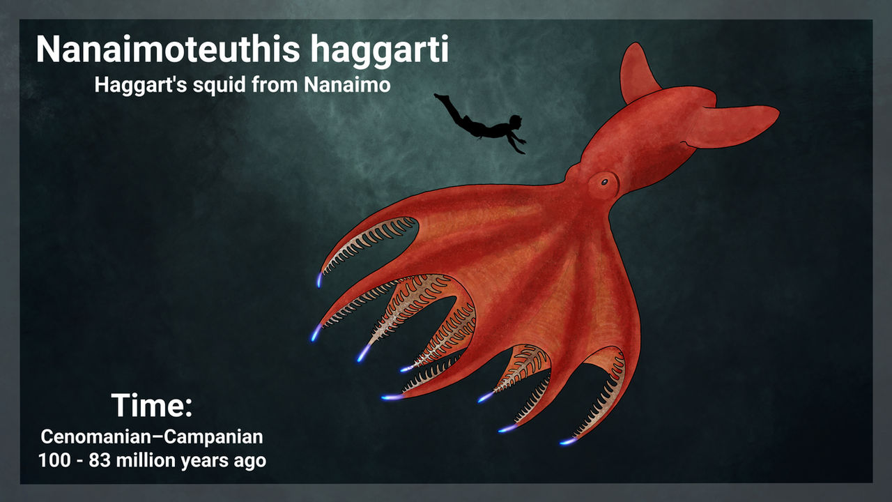 Nanaimoteuthis By Noahsaurus51 On DeviantArt nanaimoteuthis-by-noahsaurus51-on-deviantart