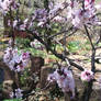 Flowers in the Village