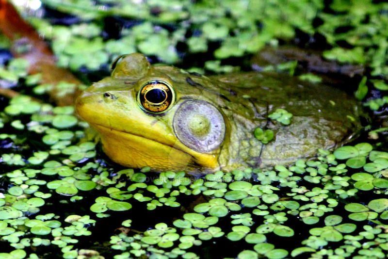 Bullfrog 1 by Ov3rbyte on DeviantArt