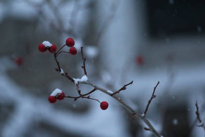 Berries in Winter