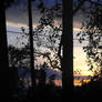 Sunset Trees and Powerlines