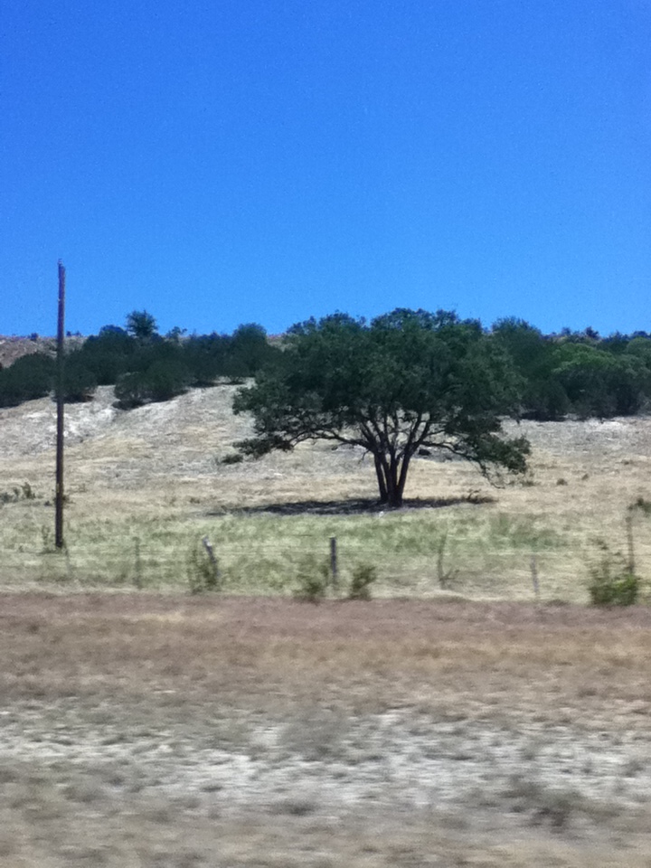 Lonely Tree