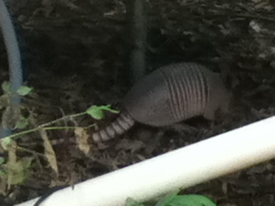 Armadillo!!!