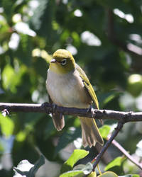 silvereye