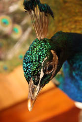 stuffed peacock