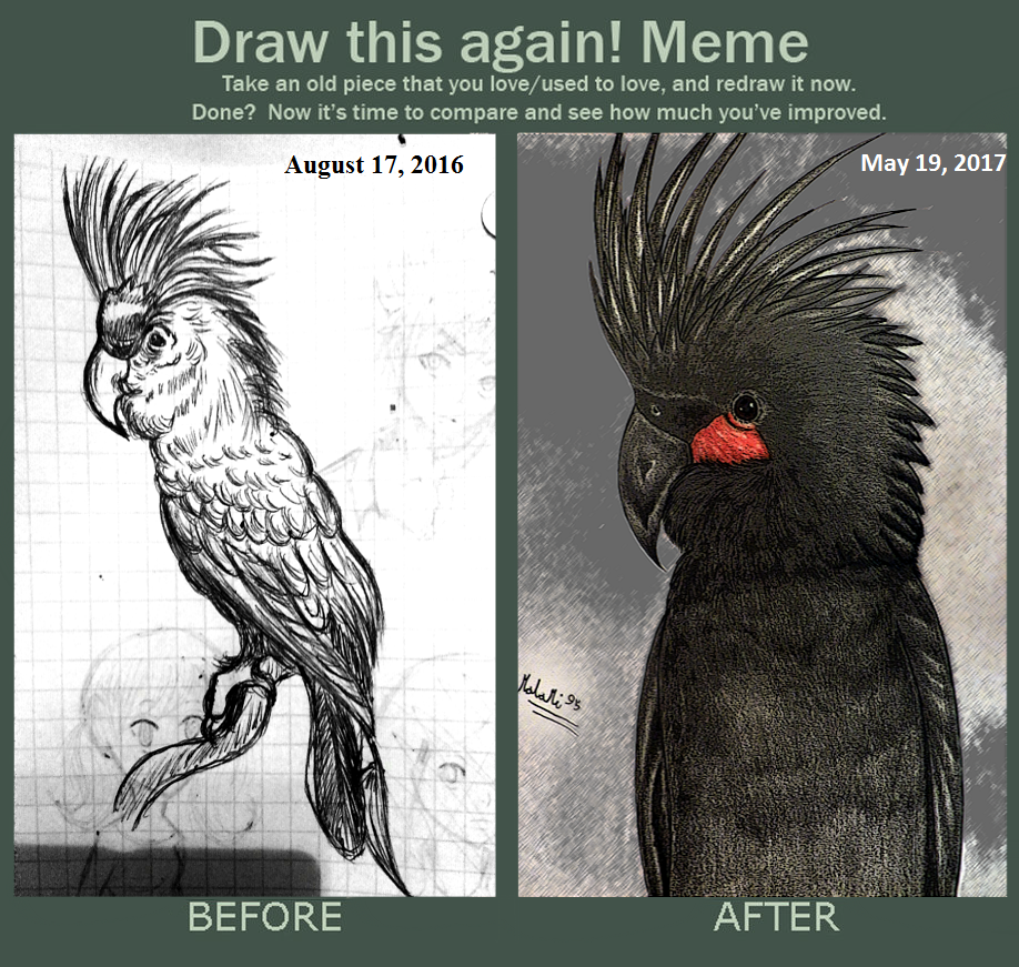 Draw this again - Palm cockatoo