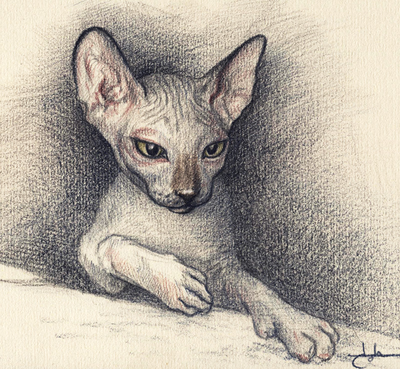 Sphynx