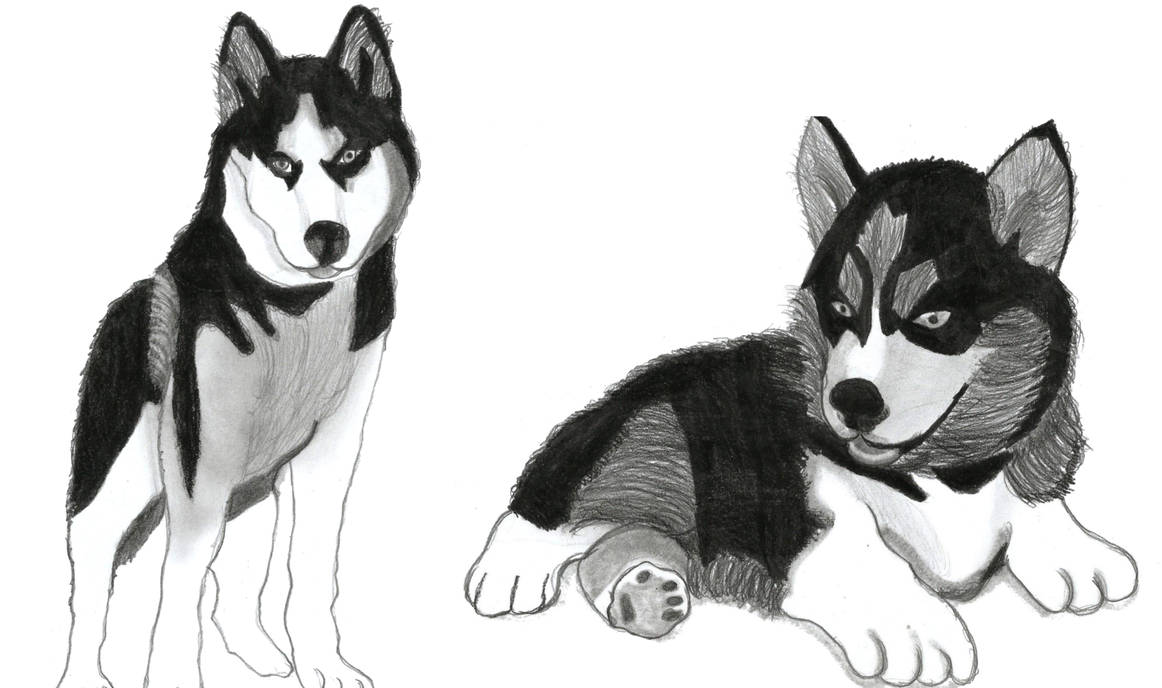 Husky Deviantart Siberian Husky . by SLY-2 on DeviantArt