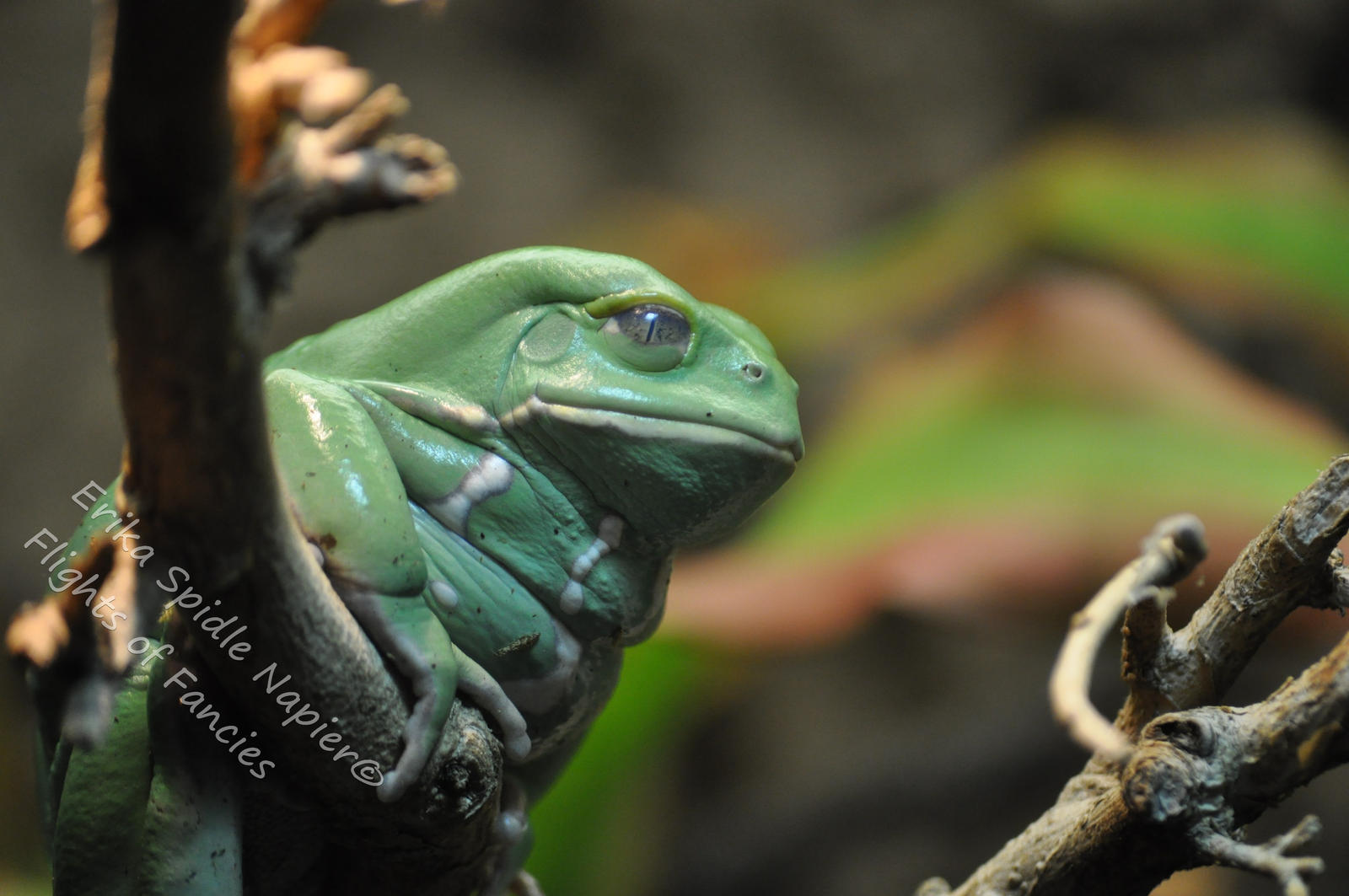 Grumpy Frog is Grumpy by Flights-of-Fancies on DeviantArt