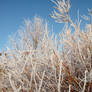 Frozen veins of Mother Nature