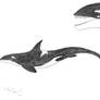 Random Orca Creature Concept