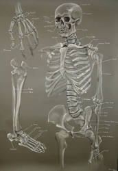 Skeleton Study